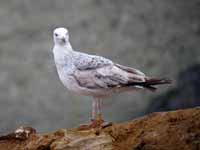 Goéland pontique Larus cachinnans