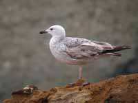 Goéland pontique Larus cachinnans