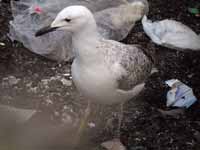 Goéland pontique Larus cachinnans