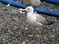 Goéland pontique Larus cachinnans