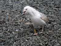 Goéland pontique Larus cachinnans