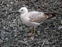 Goéland pontique Larus cachinnans