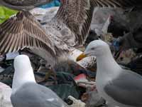 Goéland pontique Larus cachinnans