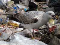 Goéland pontique Larus cachinnans