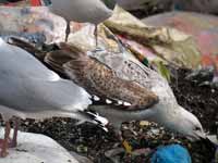 Goéland pontique Larus cachinnans