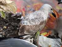 Goéland pontique Larus cachinnans