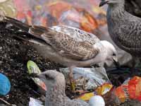 Goéland pontique Larus cachinnans