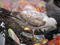 Goéland pontique Larus cachinnans