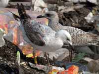 Goéland pontique Larus cachinnans