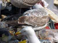 Goéland pontique Larus cachinnans