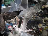 Goéland pontique Larus cachinnans