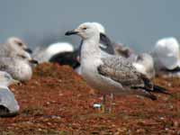 Goéland pontique Larus cachinnans