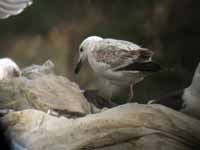 Goéland pontique Larus cachinnans