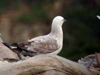 Goéland pontique Larus cachinnans