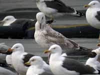 Goéland pontique Larus cachinnans