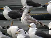 Goéland pontique Larus cachinnans