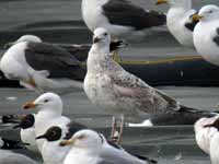 Goéland pontique Larus cachinnans