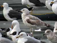 Goéland pontique Larus cachinnans