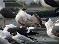 Goéland pontique Larus cachinnans