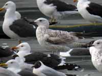 Goéland pontique Larus cachinnans