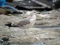 Goéland pontique Larus cachinnans