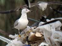 Goéland pontique Larus cachinnans