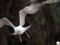 Goéland pontique Larus cachinnans