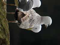 Goéland pontique Larus cachinnans