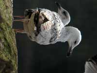 Goéland pontique Larus cachinnans