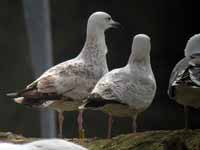 Goéland pontique Larus cachinnans