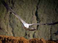 Goéland pontique Larus cachinnans