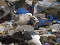 Goéland pontique Larus cachinnans