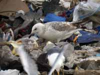 Goéland pontique Larus cachinnans