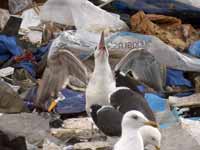 Goéland pontique Larus cachinnans