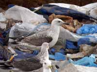 Goéland pontique Larus cachinnans