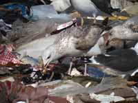 Goéland pontique Larus cachinnans