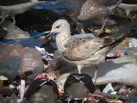 Goéland pontique Larus cachinnans