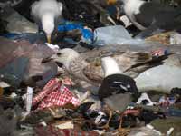 Goéland pontique Larus cachinnans