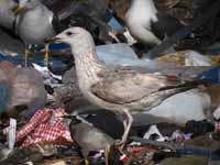 Goéland pontique Larus cachinnans