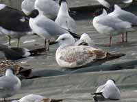 Goéland pontique Larus cachinnans