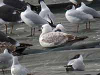 Goéland pontique Larus cachinnans