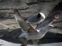 Goéland pontique Larus cachinnans