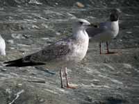 Goéland pontique Larus cachinnans