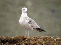 Goéland pontique Larus cachinnans