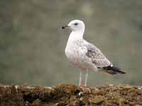 Goéland pontique Larus cachinnans