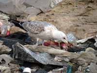 Goéland pontique Larus cachinnans