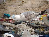 Goéland pontique Larus cachinnans