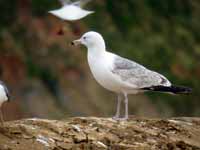 Goéland pontique Larus cachinnans