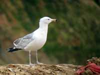 Goéland pontique Larus cachinnans