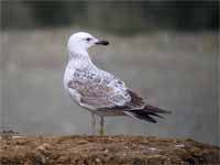 Goéland pontique Larus cachinnans